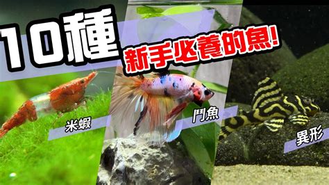 家裡養什麼魚最好|10種激推!給新手的魚~養這些!讓你告別養魚殺手~【憩。